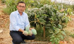 Alanya'da yerli mango hasadı başladı