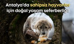 Antalya’da sahipsiz hayvanlar için doğal yaşam seferberliği!