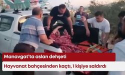 Manavgat’ta aslan dehşeti: Hayvanat bahçesinden kaçtı, 1 kişiye saldırdı