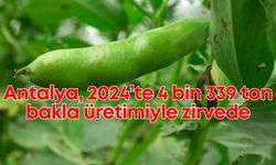 Antalya, 2024’te 4 bin 339 ton bakla üretimiyle zirvede