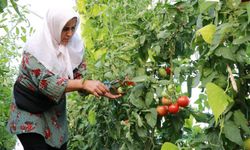 Konya’da çiftçilerin tek umudu domates
