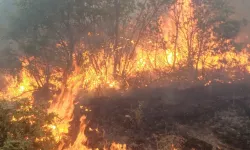 Eskişehir'de orman yangını faciası: 11 kişi mağarada yanarak can verdi!