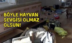 Kepez’de yine aynı manzara! Hayvan sevgisi değil eziyet