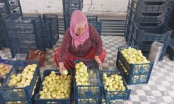 Mersin'de beyaz altının kilosu 150 lira