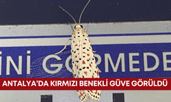 Antalya’da kırmızı benekli güve görüldü