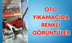 Antalya’da oto yıkamacıda renkli görüntüler: Sıcaktan bunalan köpeği böyle serinlettiler