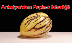 Antalya, 2024 Pepino üretiminde Türkiye birincisi oldu!