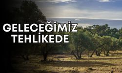 Peyzaj mimarlarından Zeytinlik Yasası'na tepki: “Geleceğimiz Tehlikede”