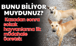 Bunu biliyor muydunuz? Kazadan sonra sokak hayvanlarına ilk müdahale ücretsiz