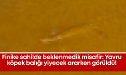 Finike sahilde beklenmedik misafir: Yavru köpek balığı yiyecek ararken görüldü!