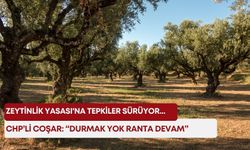 Zeytinlik Yasası'na tepkiler sürüyor... CHP’li Coşar: “Durmak yok ranta devam”
