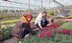 Muğla'da 27 milyonu aşkın çiçek üretildi