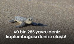 40 bin 285 yavru deniz kaplumbağası denize ulaştı!