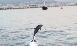 Antalya’da yunuslar eşliğinde tekne turu