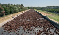 Muğla'da yanan ormanlar için 5 milyon adet fidan umudu