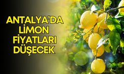 Antalya’da limon fiyatlarını düşürecek hasat Adana’da başladı