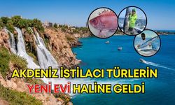 Akdeniz istilacı türlerin yeni evi haline geldi