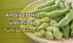Antalya bakla üretiminde Türkiye birincisi