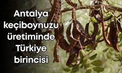 Antalya keçiboynuzu üretiminde Türkiye birincisi