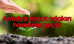 Fide fiyatları çiftçiyi zorluyor: Antalya ziraat odaları harekete geçti!