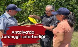 Antalya'da turunçgil seferberliği