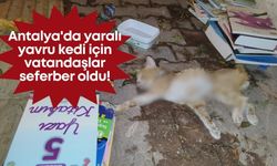Antalya'da yaralı yavru kedi için vatandaşlar seferber oldu!