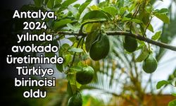 Antalya, 2024 yılında avokado üretiminde Türkiye birincisi oldu