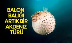 Antalya'da denizlerin kabusu balon balığı artık bir Akdeniz türü