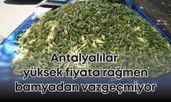 Antalyalılar yüksek fiyata rağmen bamyadan vazgeçmiyor