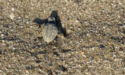 Gazipaşa'da Caretta Caretta yavrularının zorlu deniz yolculuğu başladı