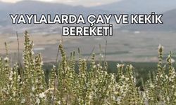 Antalya yaylalarında çay ve kekik bereketi!