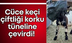 Cüce keçi çiftliği korku tüneline çevirdi!