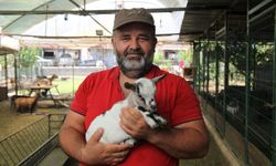 Poşetli keçi ortalığı karıştırdı, sahibi gülümsetti