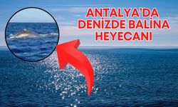 Antalya’da denizde balina heyecanı! 20 metre uzunluğunda, 70 ton ağırlığında…