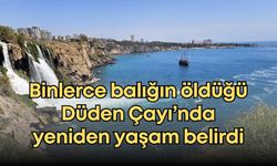Binlerce balığın öldüğü Düden Çayı’nda yeniden yaşam belirdi