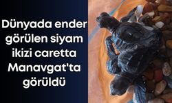 Dünyada ender görülen siyam ikizi caretta Manavgat'ta görüldü