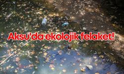 Aksu'daki derede büyük felaket: Endemik balıklar öldü!