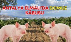 Antalya Elmalı’da domuz kâbusu! Önlemler fayda etmiyor, köylüler çaresiz