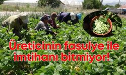 Fasulye üreticisi zorda: Fiyatlar maliyetin altında kaldı!