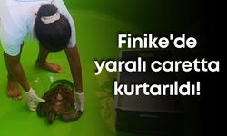 Finike'de yaralı caretta kurtarıldı!