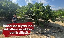 İbradı'da coğrafi işaretli siyah incir, sıcaklara yenik düştü
