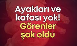 Ayakları ve kafası yok! Görenler şok oldu