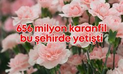 Antalya karanfil üretiminde Türkiye lideri