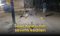 Saat Kulesi’nde  sevimli kedileri