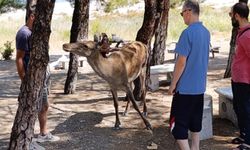 Burdur'da piknik yapan aileye tatlı misafir konuk oldu