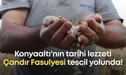 Konyaaltı'nın tarihi lezzeti Çandır Fasulyesi tescil yolunda!