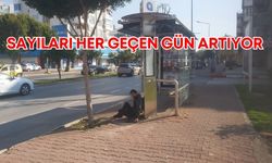 Antalya’da sayıları her geçen gün artıyor! Park, yeşil alan ve otobüs durakları...