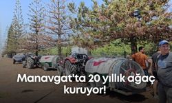 Manavgat'ta 20 yıllık ağaç kuruyor! Vatandaşlar seferber oldu