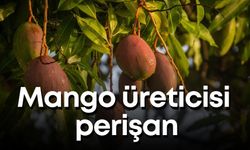 Mango üreticisi perişan