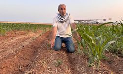 Şanlıurfa’da çiftçinin 200 dönüm tarlaya ektiği mısır yeşermedi